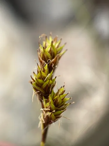 potato chip sedge