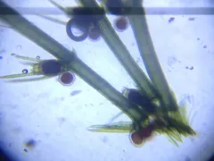 Chara zeylanica thumbnail 1
