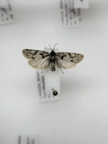 Eucosma southamptonensis
