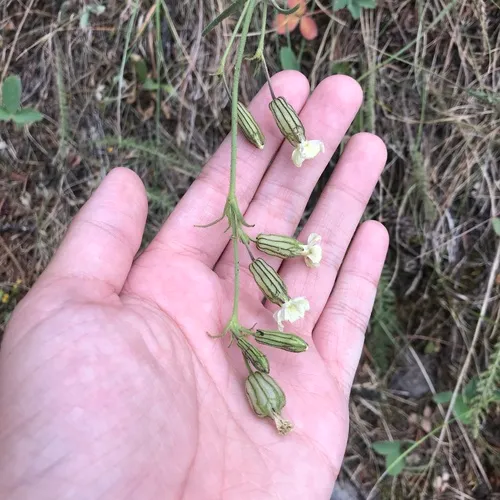 Parry's Campion
