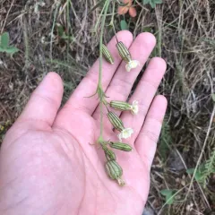 Parry's Campion thumbnail 1