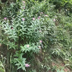 Engelmann's aster thumbnail 2