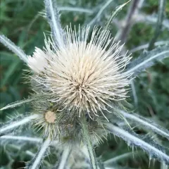 Hooker's Thistle thumbnail 3