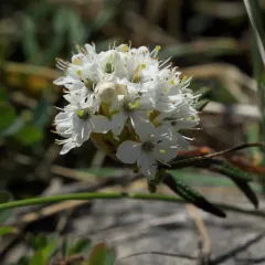 marsh Labrador tea thumbnail 4