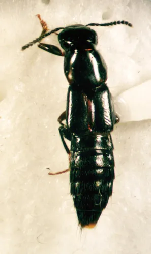 Quedionuchus longipennis