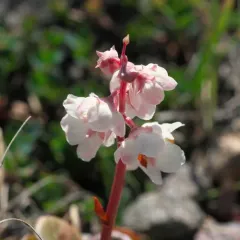Arctic wintergreen thumbnail 3