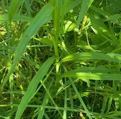 Riddell's goldenrod thumbnail 4