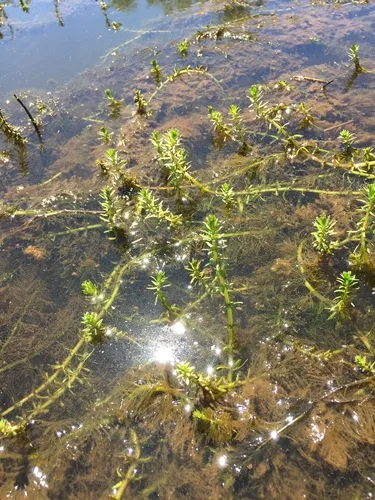 western water-milfoil