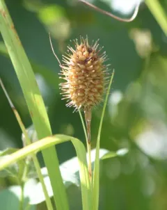 squarrose sedge thumbnail 1