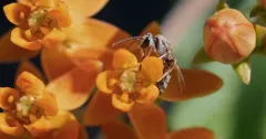 Western Evening Primrose Sweat Bee thumbnail 2