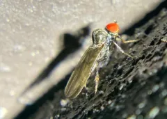 Syneches ater thumbnail 1