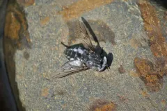 Tabanus marginalis thumbnail 3