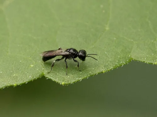 Crossocerus nigritus
