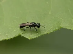 Crossocerus nigritus thumbnail 1