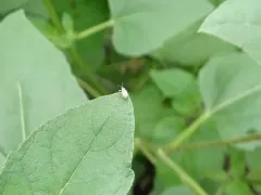 Gray Sunflower Seed Weevil thumbnail 4