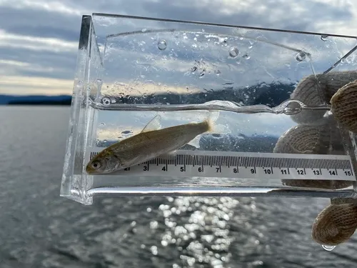 Broad Whitefish