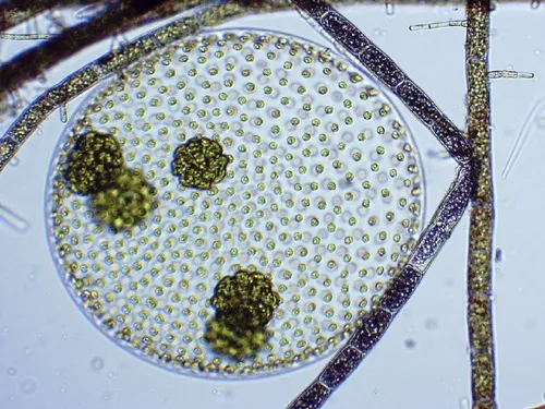 Volvox aureus