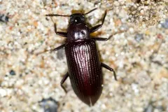 Strongylium terminatum thumbnail 2