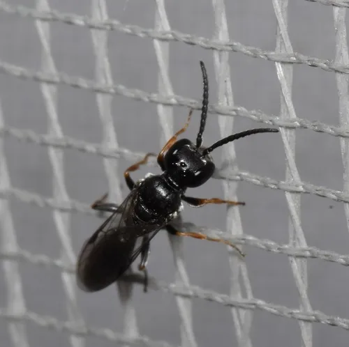 Passaloecus monilicornis