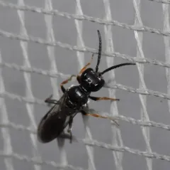 Passaloecus monilicornis thumbnail 1