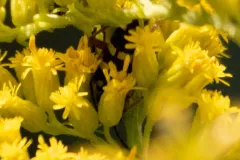 Zebra Longhorn Beetle thumbnail 2