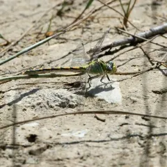 Pale Snaketail thumbnail 2