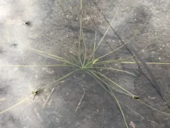 spiny-spored quillwort thumbnail 2