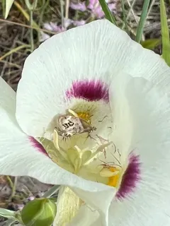 Tebenna gemmalis thumbnail 4