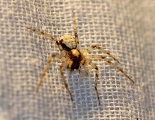 Metallic Crab Spider