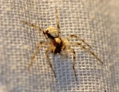 Metallic Crab Spider thumbnail 1