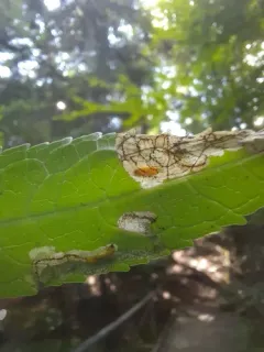 Dibolia chelones thumbnail 2