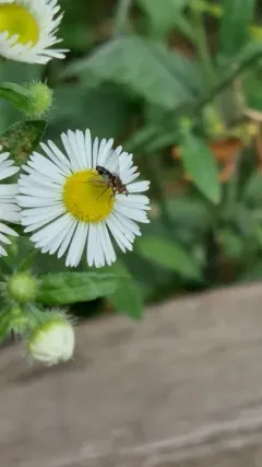 Clausicella setigera thumbnail 3