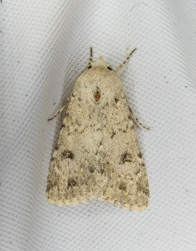 Anarta decepta