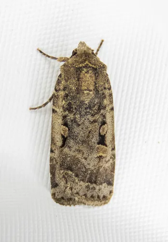 Abagrotis discoidalis