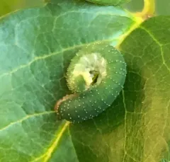 Curled Rose Sawfly thumbnail 2