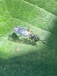 Physoconops sylvosus thumbnail 2