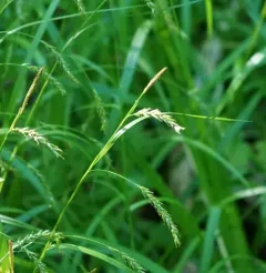 European Woodland Sedge thumbnail 2