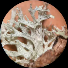 Punctured Bushy Lichen thumbnail 2