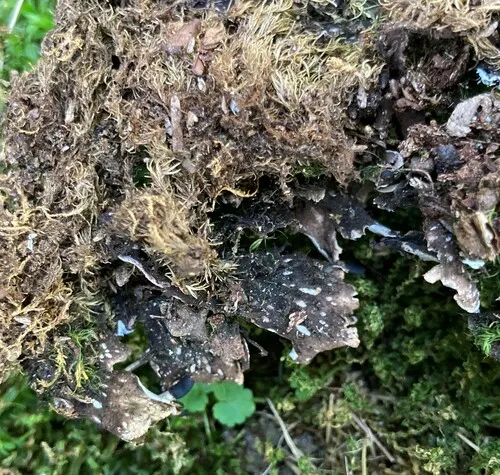 Blacksaddle pelt lichen