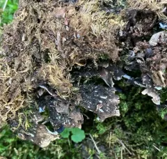 Blacksaddle pelt lichen thumbnail 1