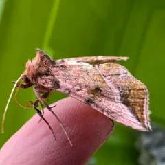 Straight-lined Looper Moth thumbnail 4
