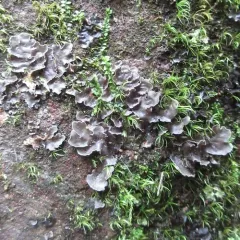 Powdery Kidney Lichen thumbnail 3