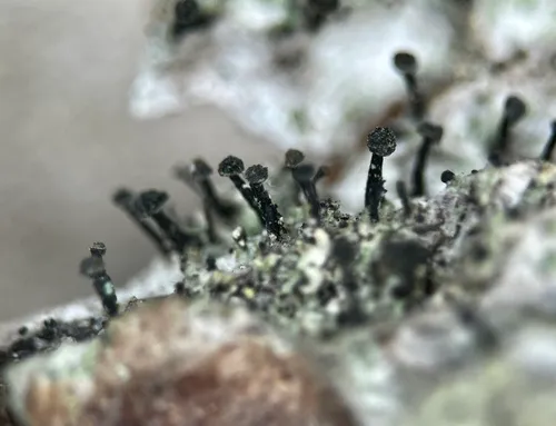 Rusted Stubble Lichen
