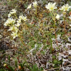 veinless pelt lichen thumbnail 4