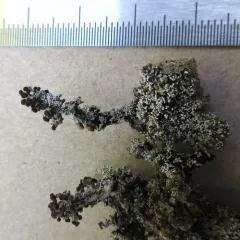 Granular Soil Foam Lichen thumbnail 2