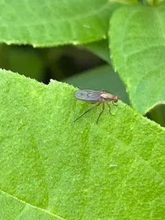 Dolichopus bifractus thumbnail 2