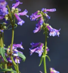 ash beardtongue thumbnail 3