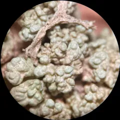 Tremella everniae thumbnail 3