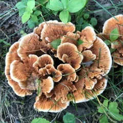 Orange Rough-cap Tooth thumbnail 4