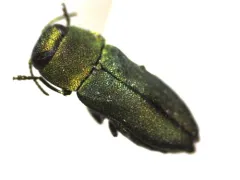 Anthaxia caseyi thumbnail 2